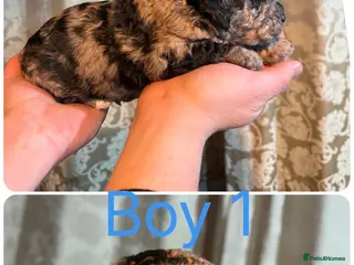 Mini Goldendoodle dogs Miniature Goldendoodle Puppies - Merle available - Advert 1