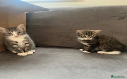 Mixed Breed cats for sale: 1 x Stunning Beautiful Girl Kitten Ready NOW - Image 14