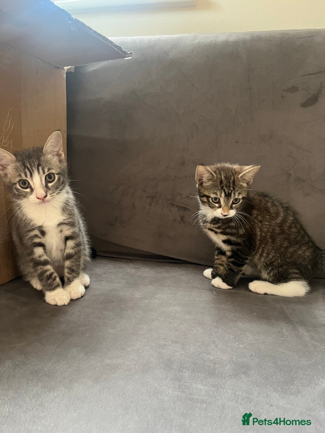 Mixed Breed cats for sale: 1 x Stunning Beautiful Girl Kitten Ready NOW - Image 14