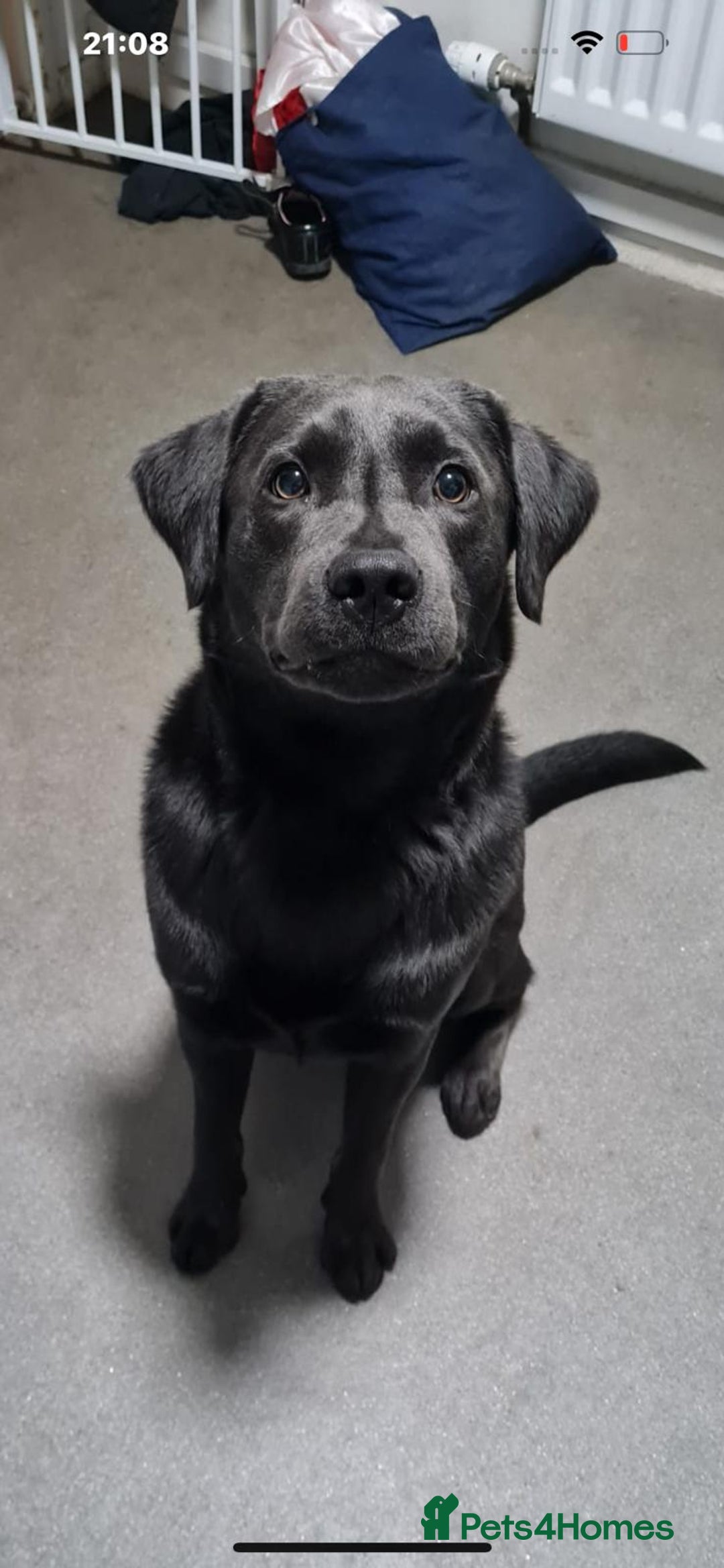 Labrador Retriever dogs for sale: Kc Silver & Charcoal Lab Puppies - Image 5