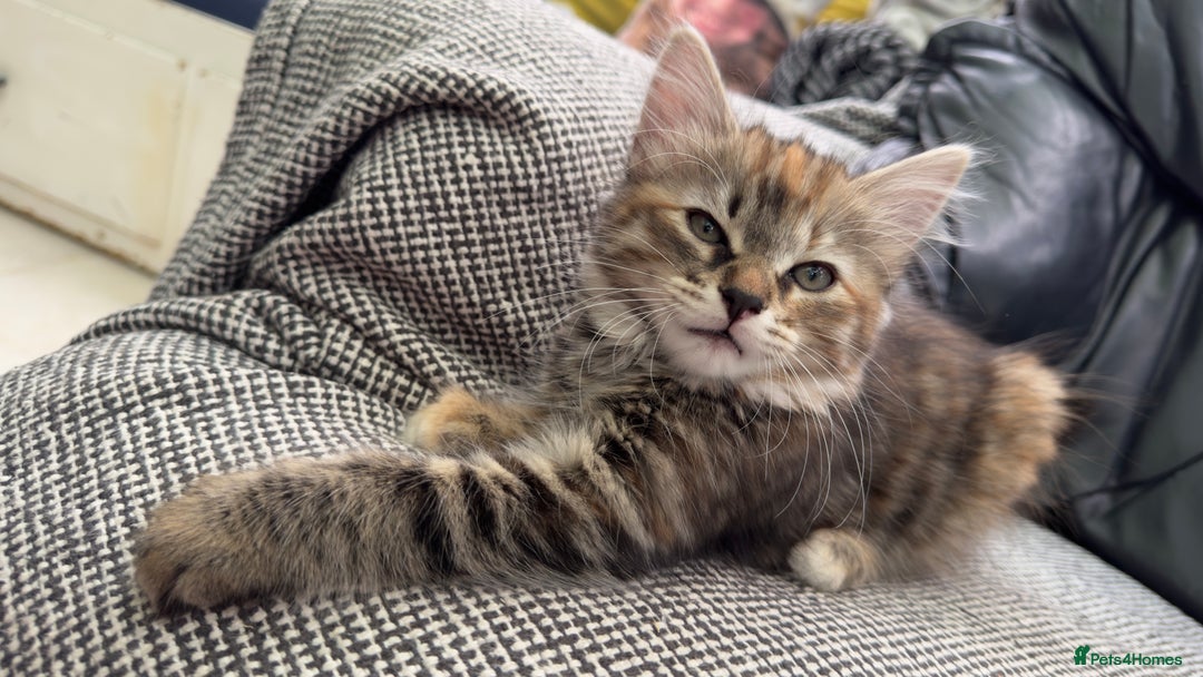 Mixed Breed cats for sale: STUNNING MULTICOLOURED KITTEN !!! - Image 7