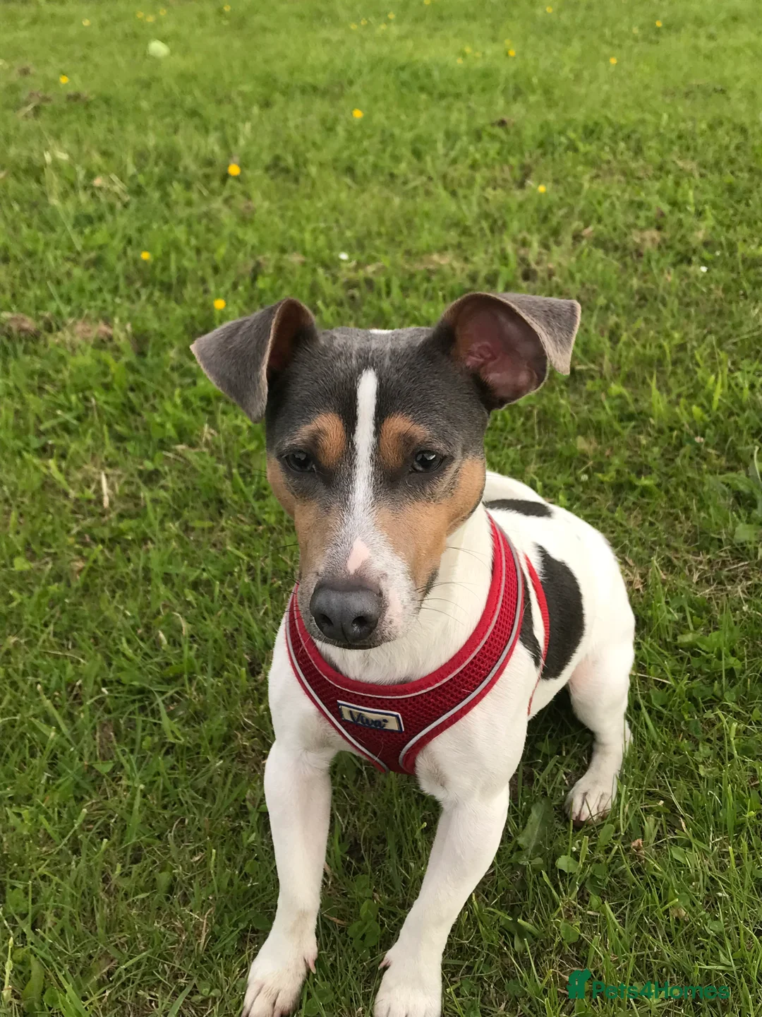 Jack Russell dogs for stud: Blue tri carrying chocolate miniature Jack Russell in Bradford - Advert 8