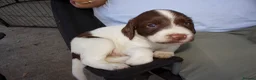 English Springer Spaniel dogs for sale: Springer Spaniels  - Advert 4