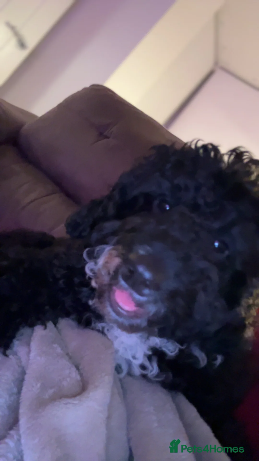 Cavapoo dogs for sale: 5 month Black Cavapoo - REHOME to GREAT home only - Advert 1