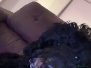 Cavapoo dogs 5 month Black Cavapoo - REHOME to GREAT home only - Advert 4