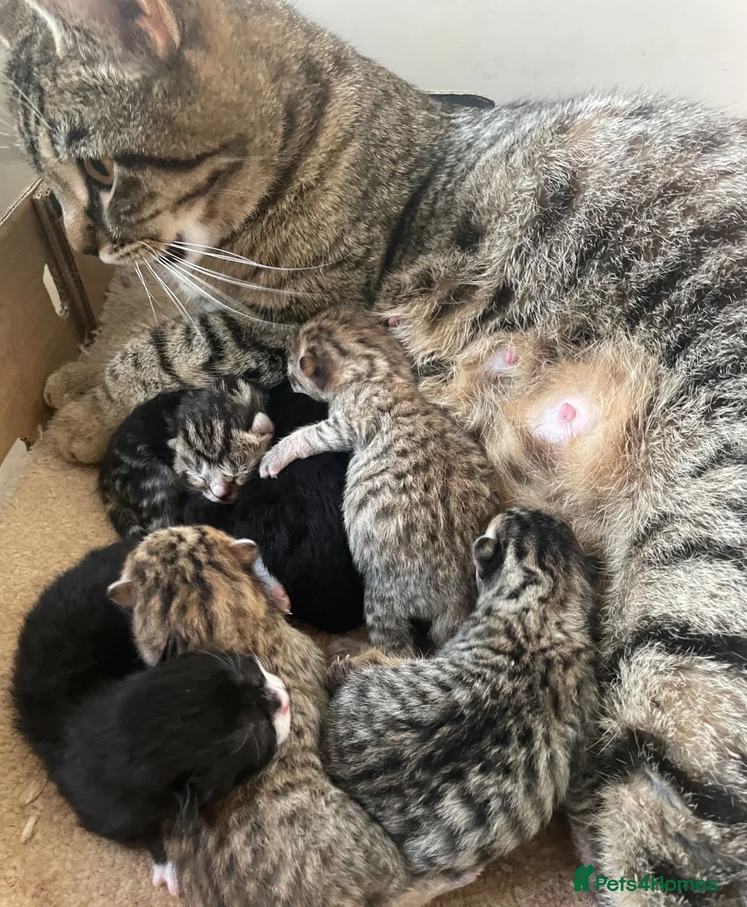 Mixed Breed cats for sale: 6 Beautiful Kittens  - Advert 2