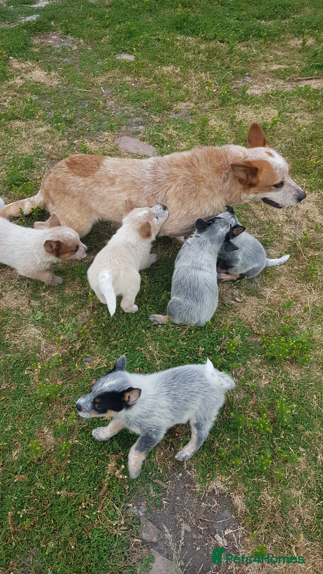 Australian Cattle Dog dogs for sale: 6 Stunning KC Australian cattle dog puppies  - Advert 2