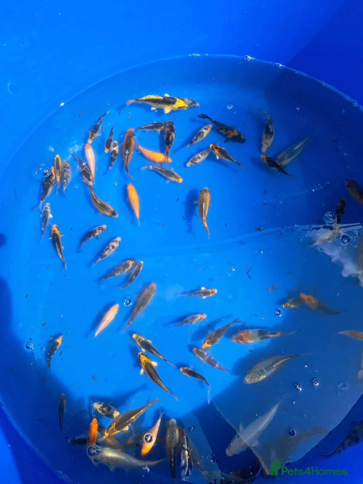 Koi Carp fish Koi for sale - Advert 5