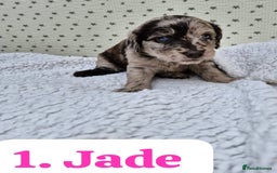 Labradoodle dogs for sale: 10 F1b labradoodles  - Image 2
