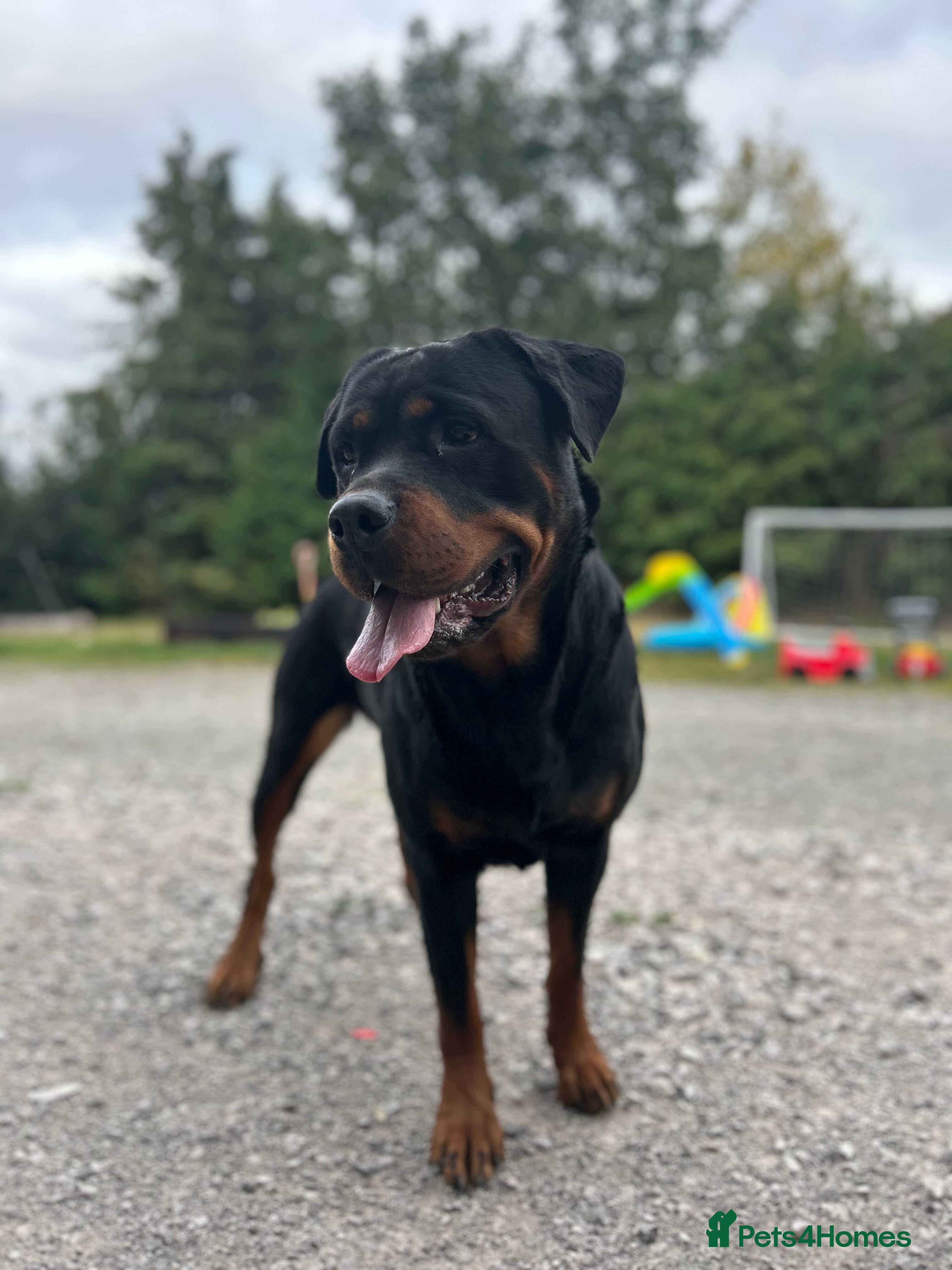 Rottweiler dogs CHUNKY BEAUTIFUL ROTTWEILERS   - Advert 17