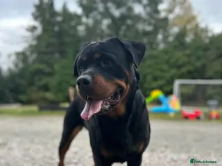 Rottweiler dogs CHUNKY BEAUTIFUL ROTTWEILERS - Advert 17