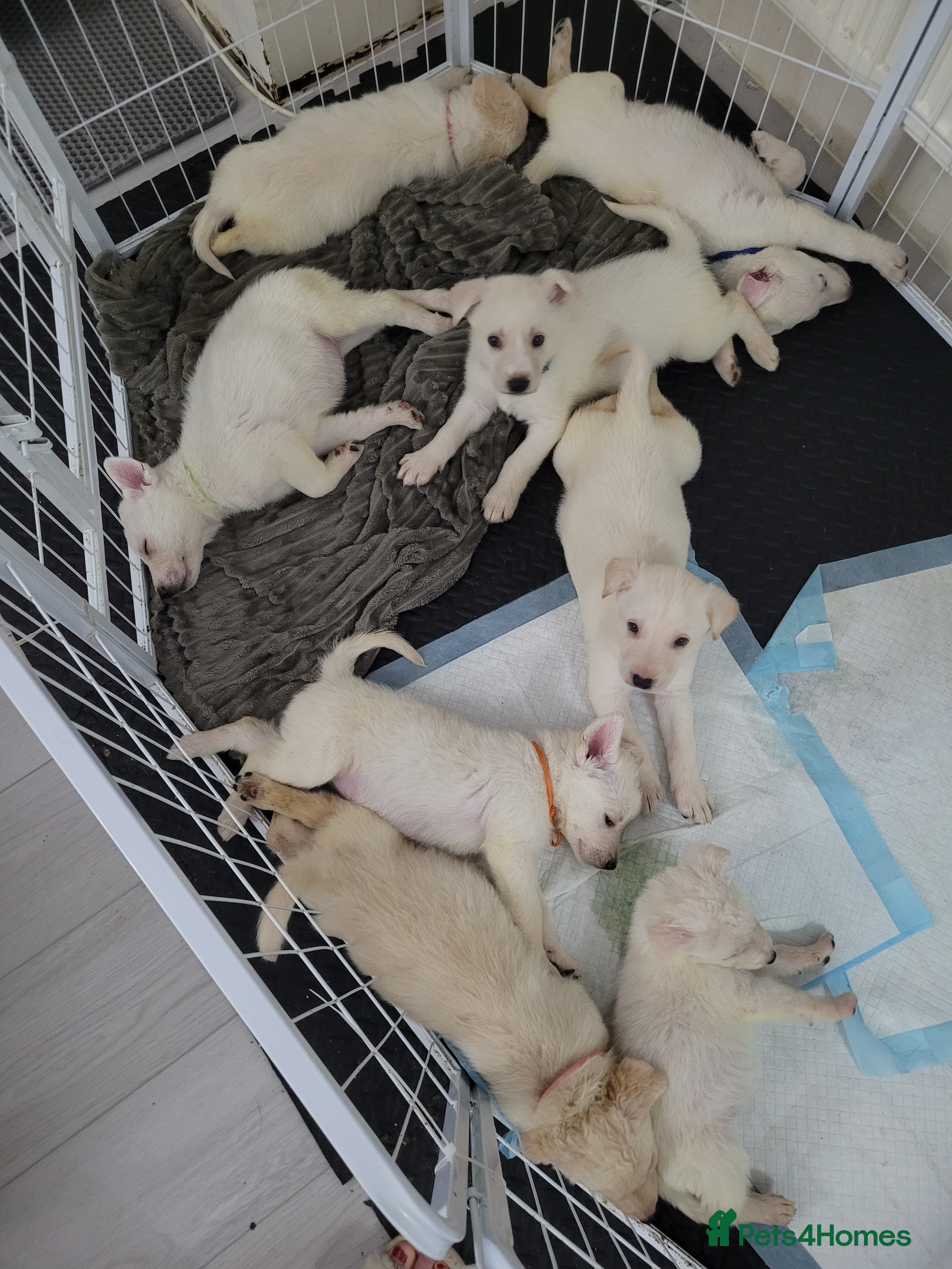 Mixed Breed dogs Golden shepherd - Advert 8