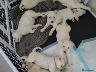 Mixed Breed dogs Golden shepherd - Advert 8