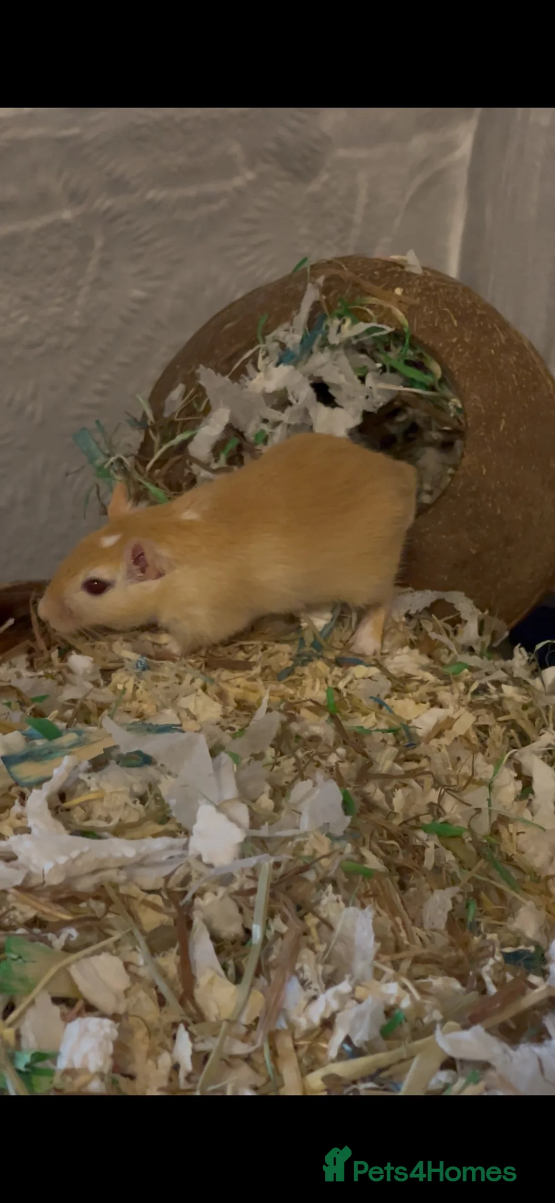 Gerbil rodents for sale: 2 Gerbils, Nimbo and Alex - Advert 1