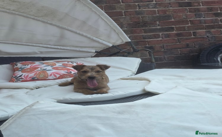 Mixed Breed dogs - Advert 4