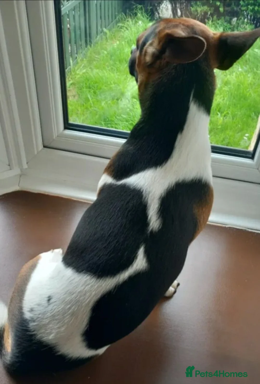 Jack Russell dogs for stud: Jack Russell for stud  - Advert 2