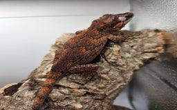 Gecko reptiles for sale: 5 Gargoyle Gecko Babies for sale - Image 5
