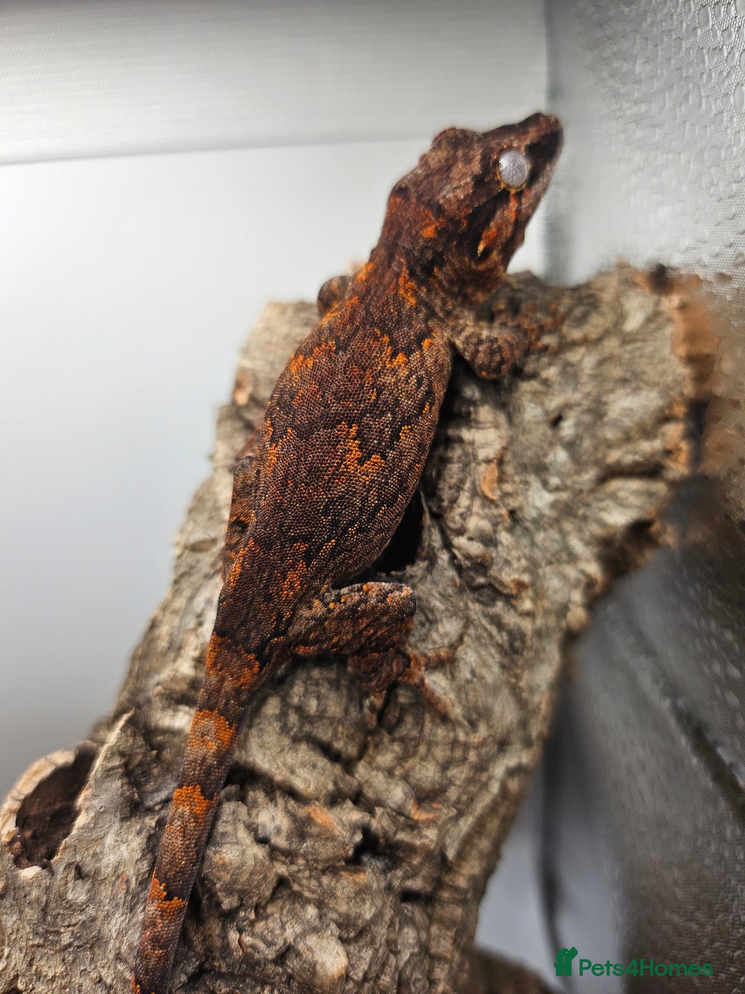 Gecko reptiles for sale: 5 Gargoyle Gecko Babies for sale - Image 5