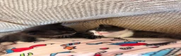 Mixed Breed cats for sale: Beautiful black and white fluffy kittens  in Holywell - Advert 10