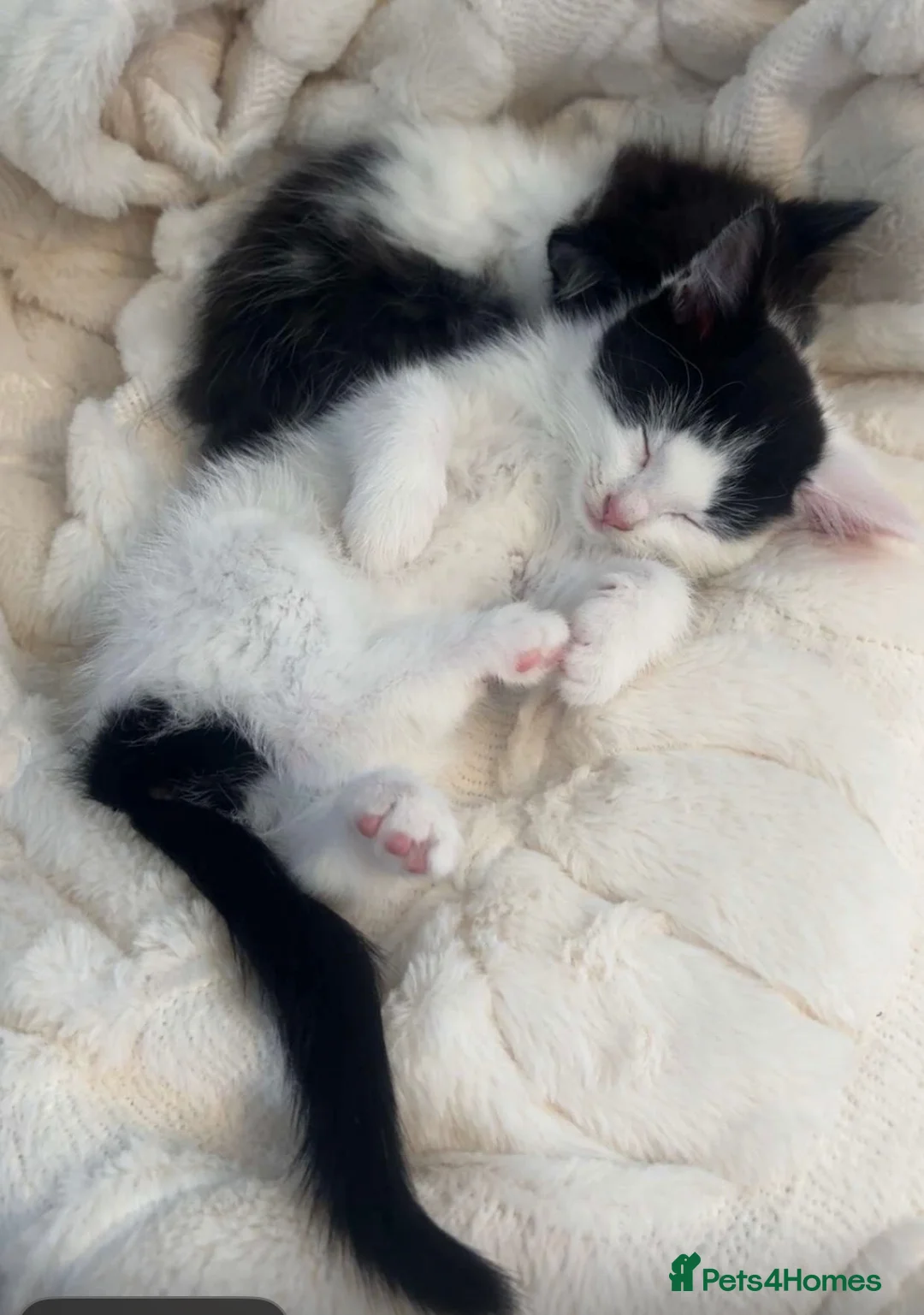 Mixed Breed cats for sale: Beautiful kittens ready for new home!  in Clacton-on-Sea - Advert 1