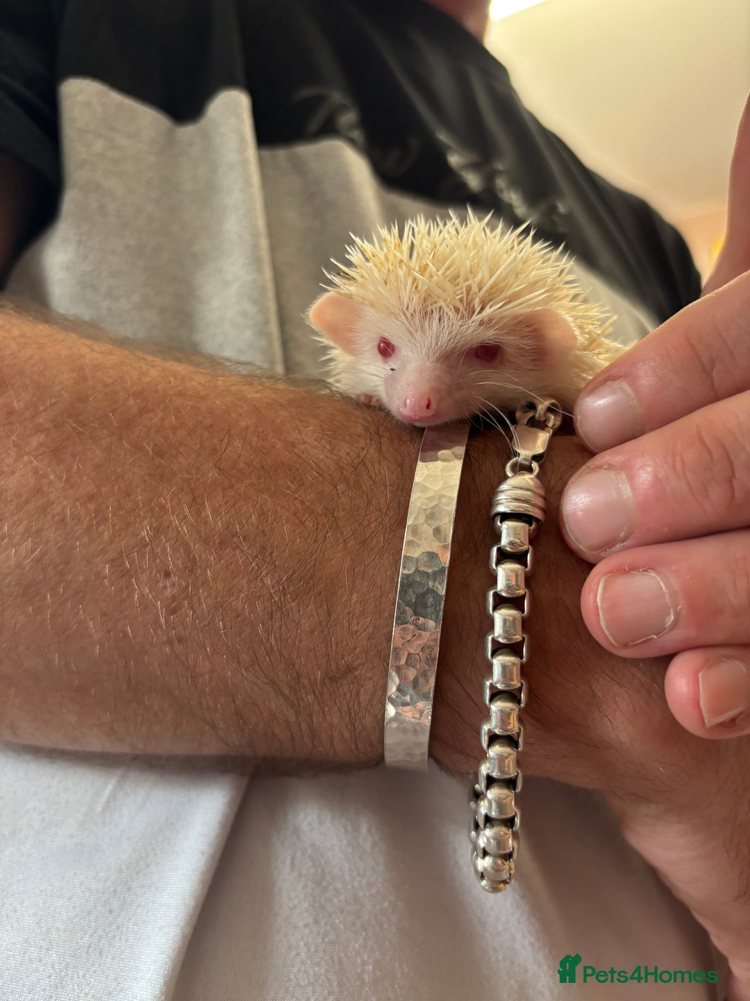 Pygmy Hedgehog rodents for sale: Stunning baby African Pygmy hoglets - Image 7