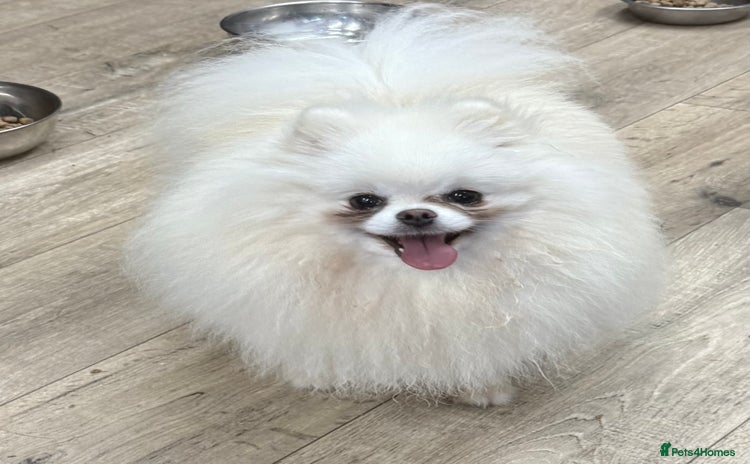 Pomeranian dogs - Advert 10
