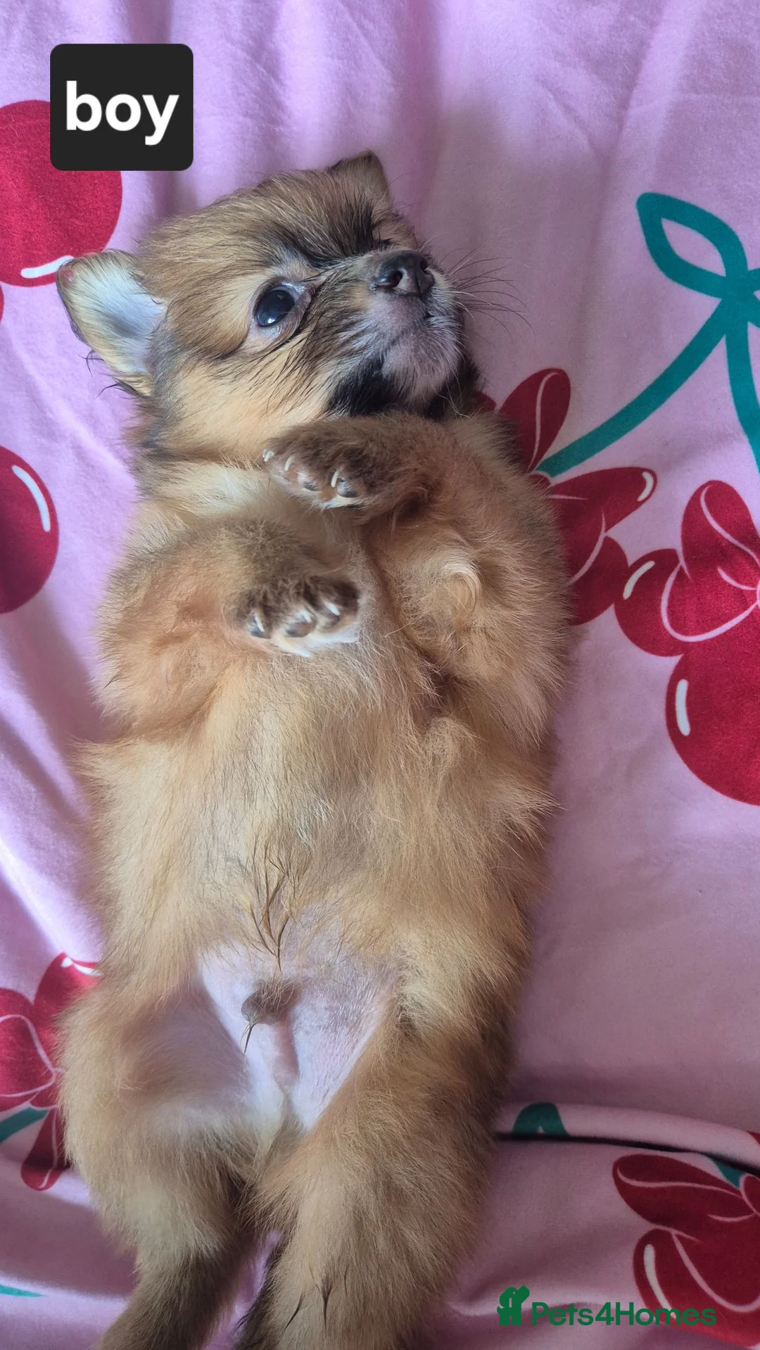 Pomeranian dogs for sale: Fox face pomeranians - Advert 1