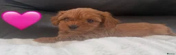Maltipoo dogs for sale: ❤️ The absolute best of both worlds ❤️  - Advert 29