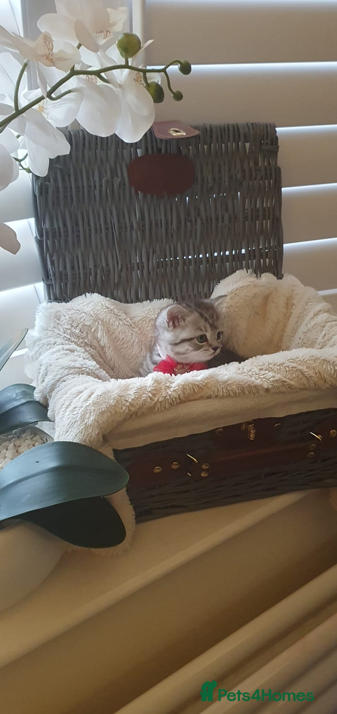 Scottish Fold cats for sale: 😻 Adorable Scottish Fold Kittens For Sale😻 - Image 17