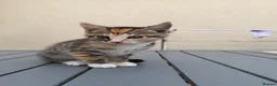Mixed Breed cats for sale: Tame kittens for sale  in Newport - Advert 7