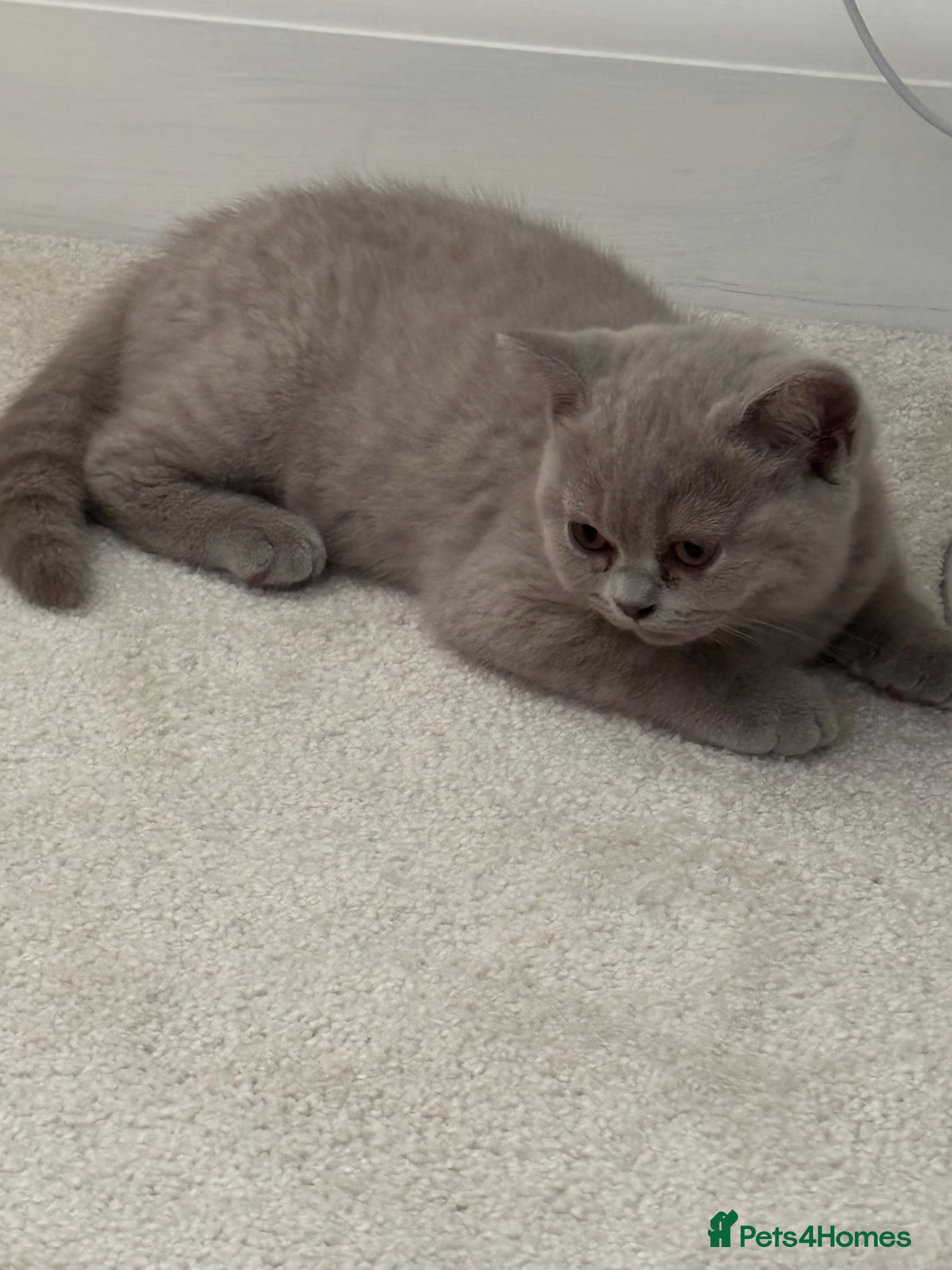 British Shorthair cats British Shorthair Kittens - Advert 1
