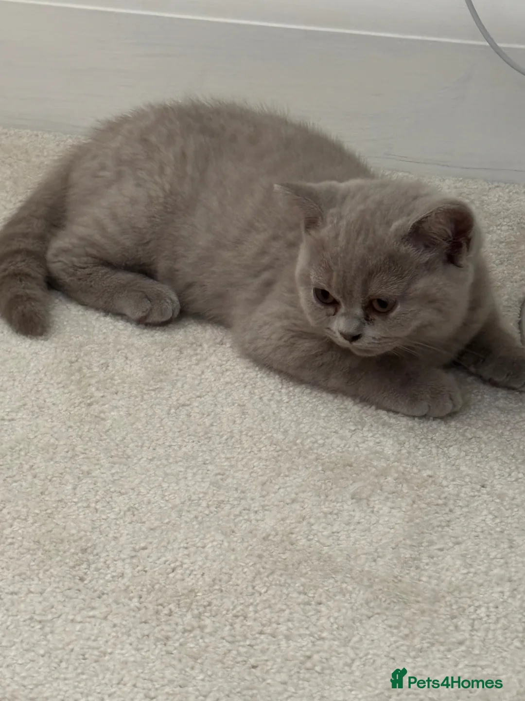British Shorthair cats for sale: British Shorthair Kittens - Advert 1