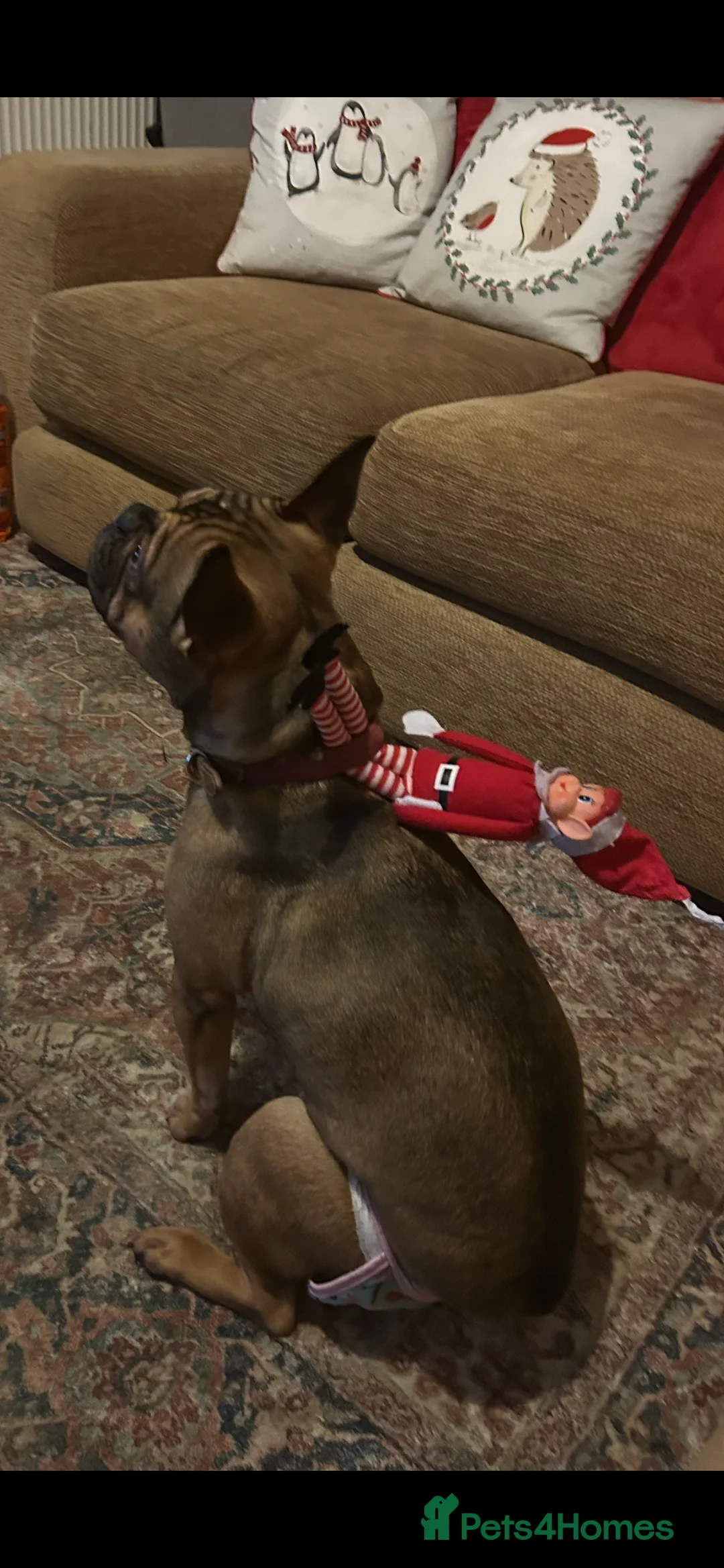 French Bulldog dogs for sale: Poppy - Advert 10