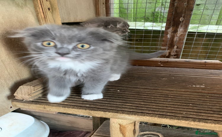 Scottish Fold cats - Advert 7