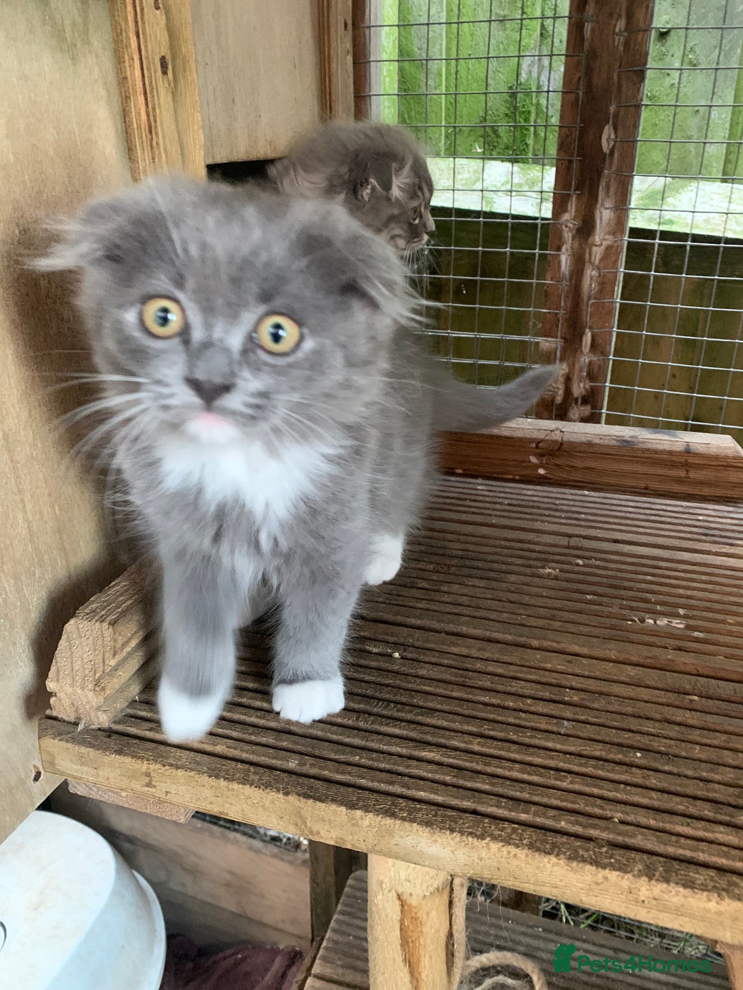 Scottish Fold cats for sale: Scottish fold  - Image 1