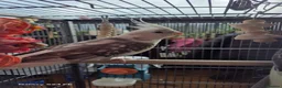 Cockatiels birds for sale: Cockatiel Pair for Sale with the cage - Advert 2