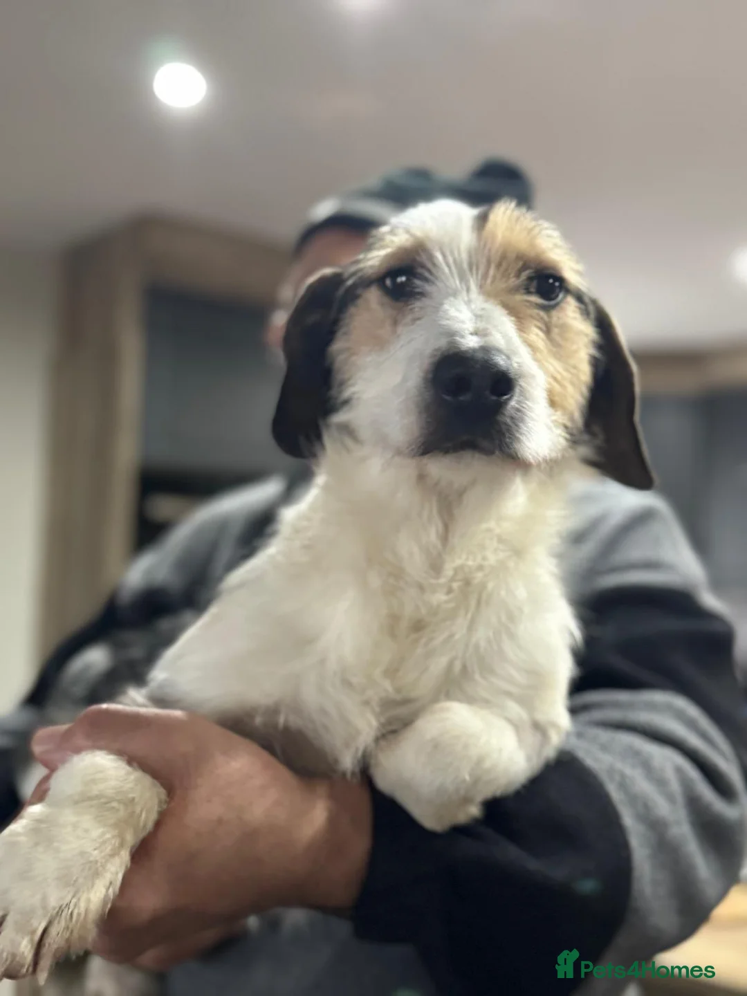 Mixed Breed dogs for adoption: Sweet Rami is looking for LOVE - Advert 9