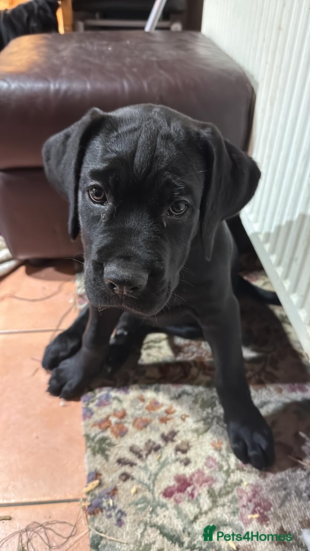 Mixed Breed dogs for sale: cane corso cross puppies  - Image 8