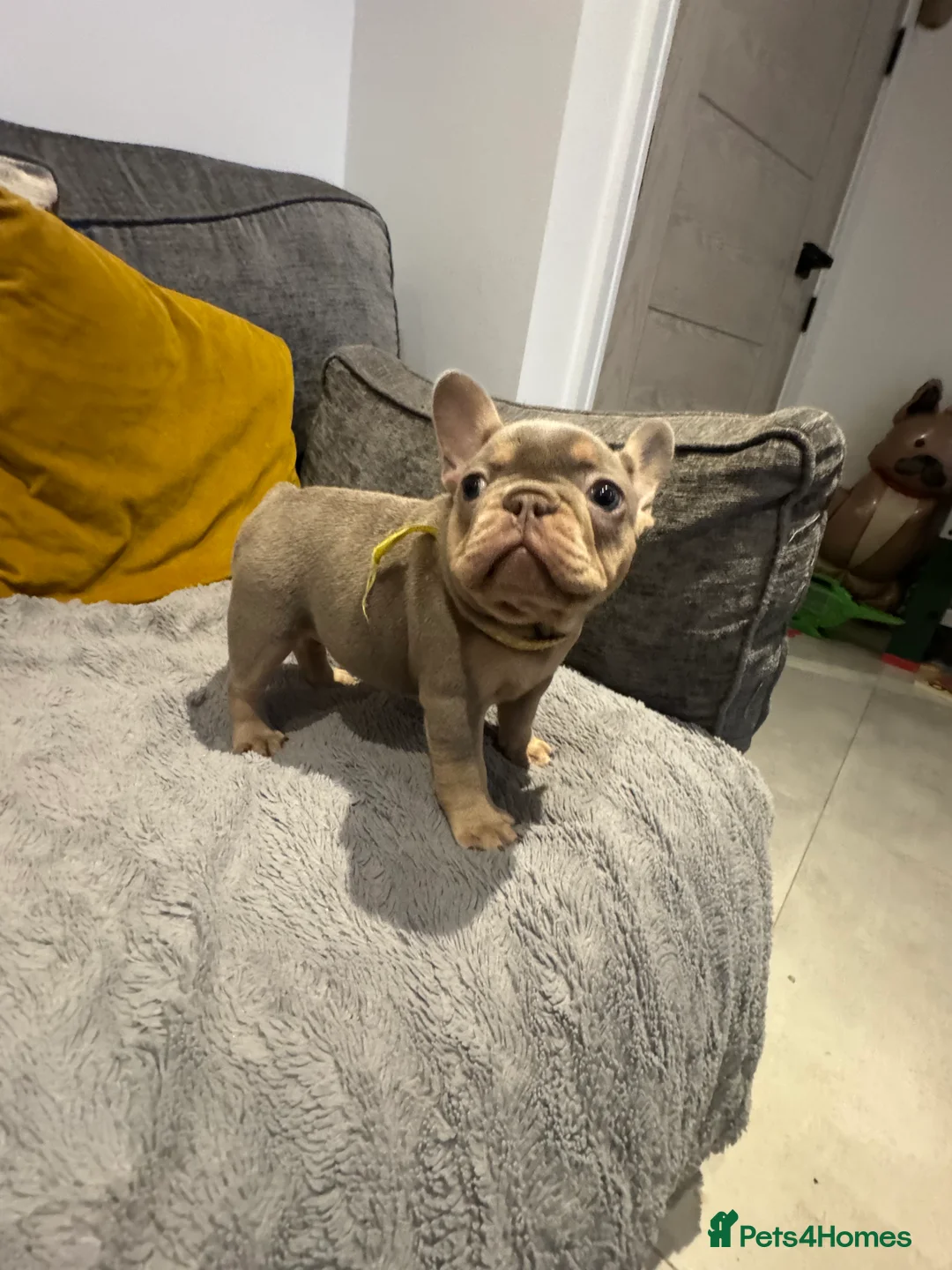 French Bulldog dogs for sale: High quality French bulldogs puppies  - Advert 7