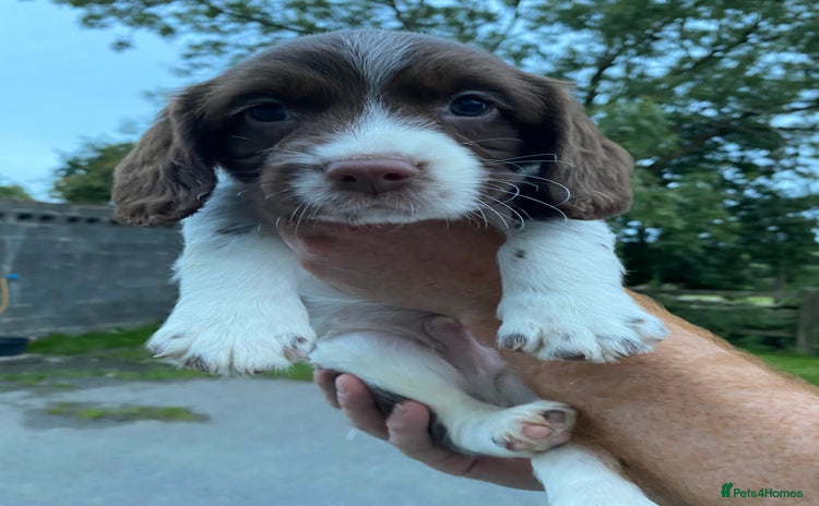 English Springer Spaniel dogs - Advert 2