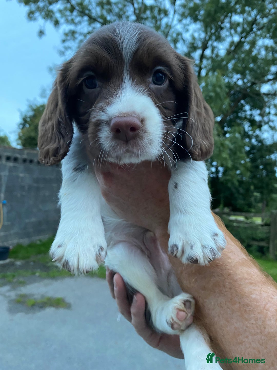 English Springer Spaniel dogs for sale: Last 2!! KC Reg Springer Spaniel Puppies - Image 2