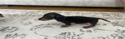Miniature Dachshund dogs for sale: Miniature smooth haired Dachshund  in Tredegar - Advert 38
