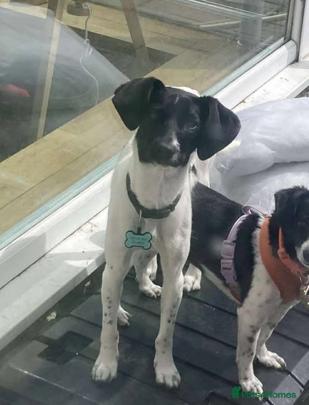 Mixed Breed dogs for adoption: STELLA - Small 10 mth old Pocket Pointer type girl - Image 1