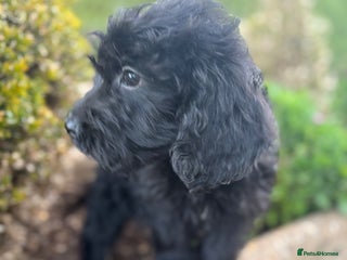 Cockapoo dogs - Advert 3