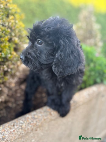 Cockapoo dogs - Advert 1