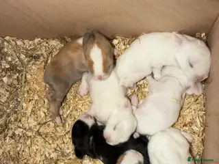 Mini Lop rabbits Mini lop bunnies for sale - Advert 1