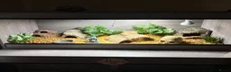 Leopard Gecko reptiles for sale: Leopard Gecko Black Knight Grade B with Full Setup - Advert 5