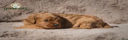 Cavapoo dogs for sale: Donna Jay’s Celebrity K9s   - Advert 14