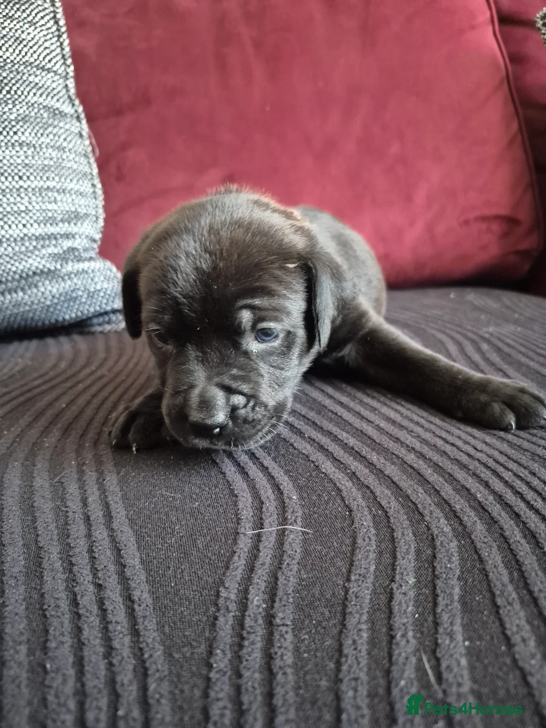 Mixed Breed dogs for sale: 5 beautiful pups in Paignton - Advert 6