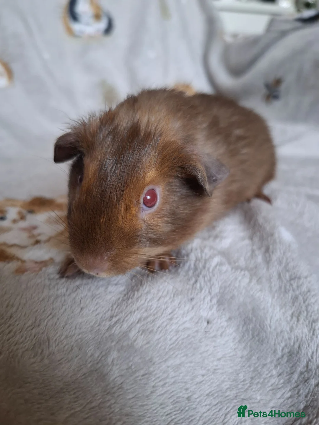 Guinea Pig rodents for sale: Swiss, Cali, Self Black & Smooth Baby Guinea Pigs - Advert 12